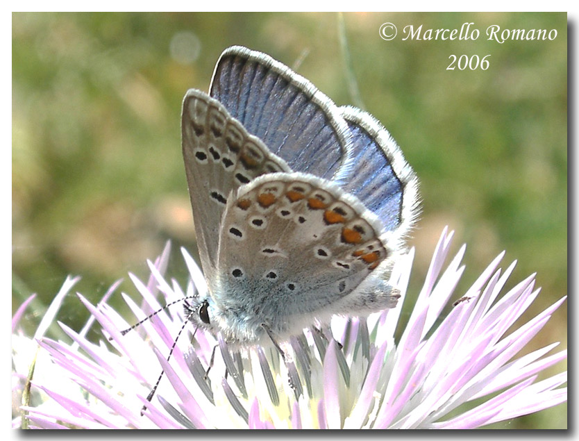 La primavera si tinge d''azzurro